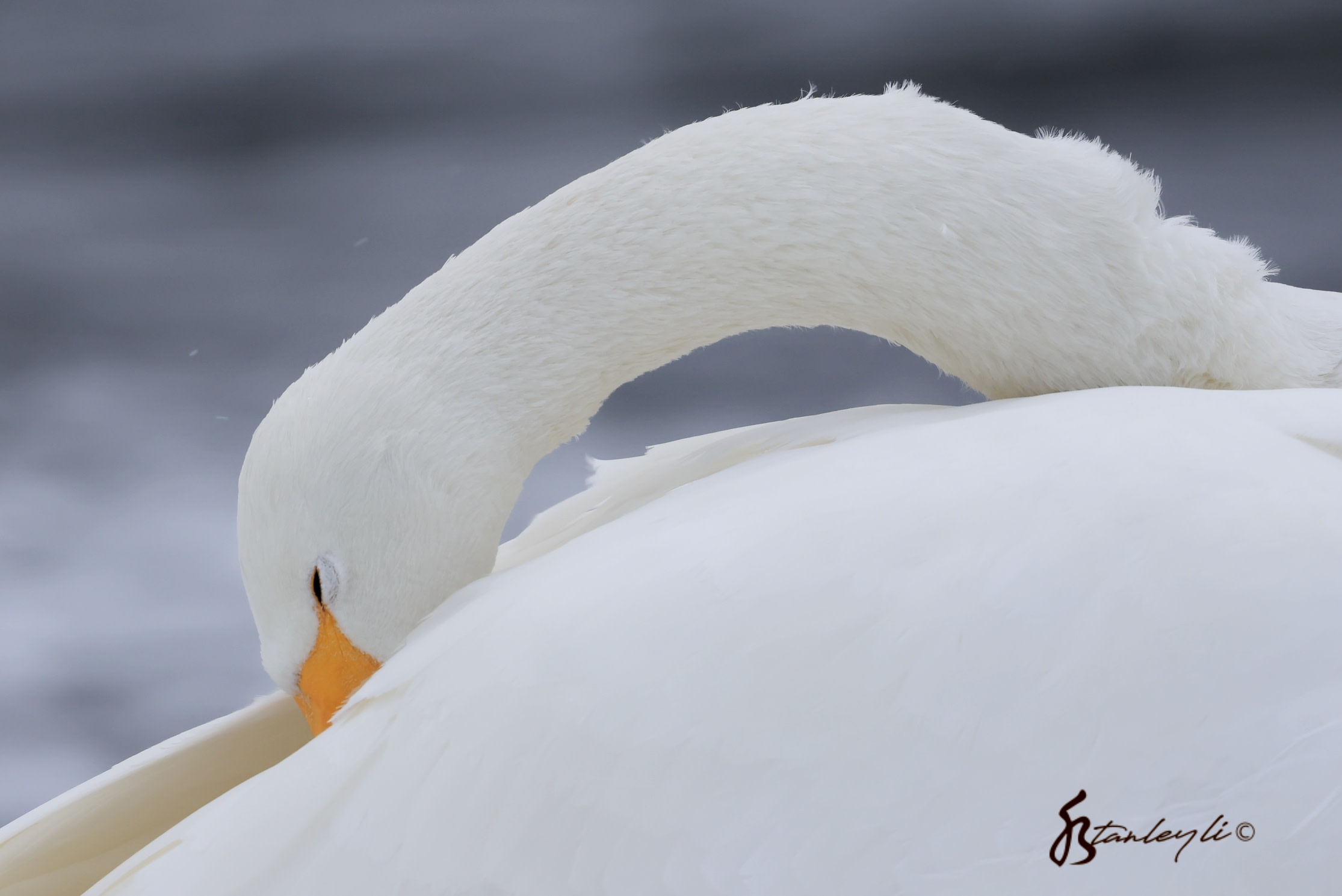 A close up photo of a Whooper Swan burying it's beak in it's feathers at Lake Kussharo during winter. ©️ Stanley Li