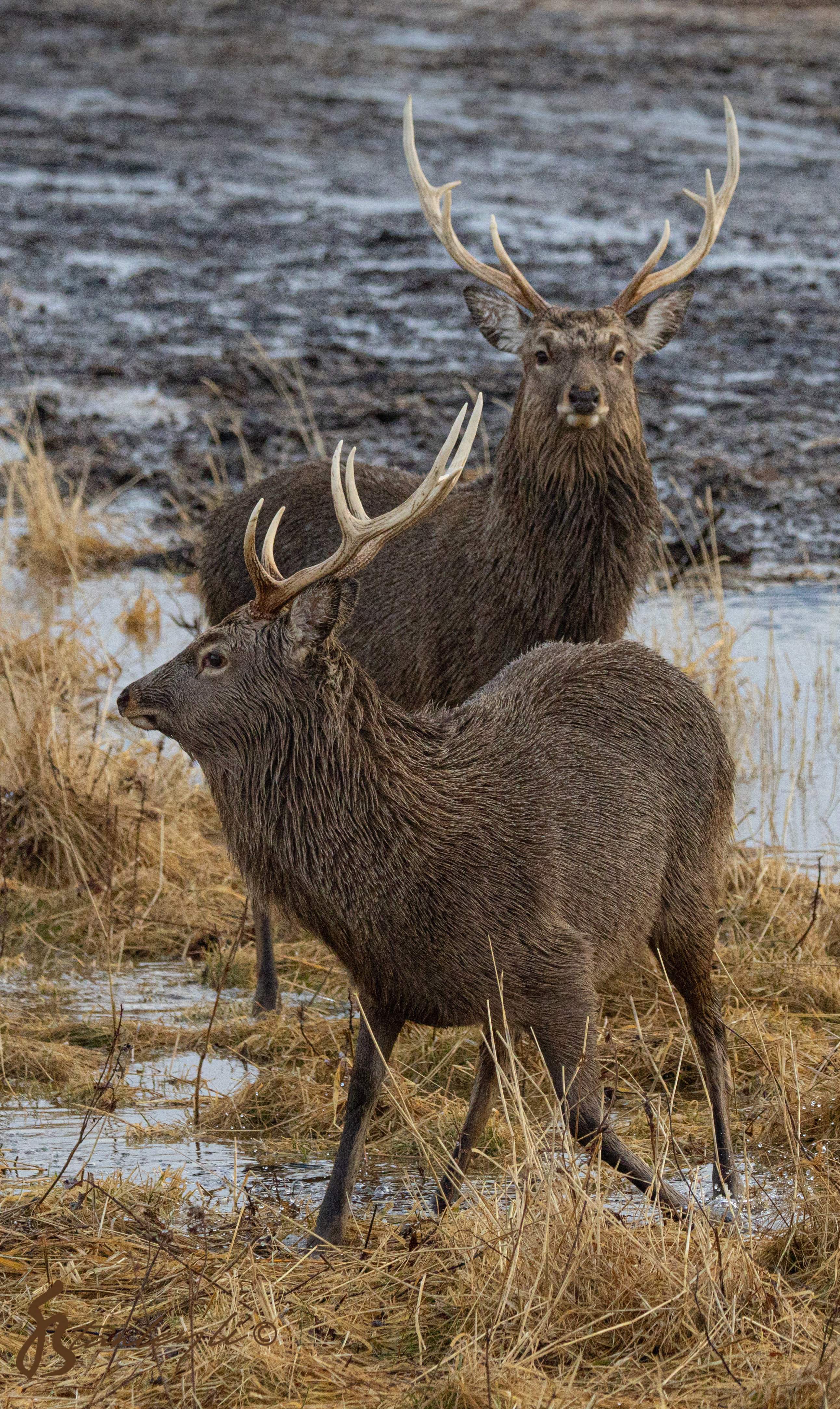 Two stags look at the camera on the Notsuke Peninsula, Hokkaido. ©️ Stanley Li