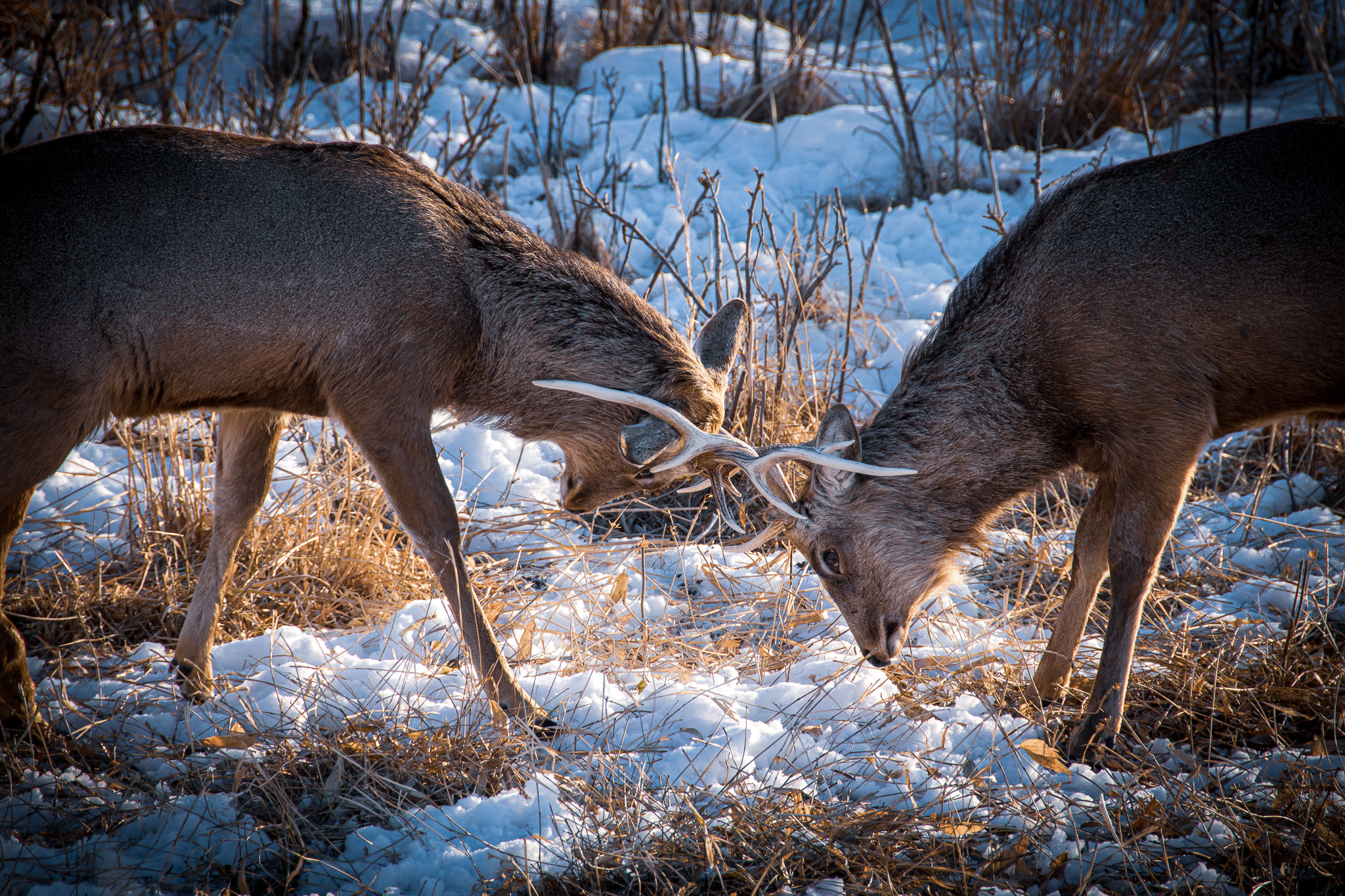 Two stags lock antlers on the Notsuke Penninsula. The ground is partially covered in snow.
