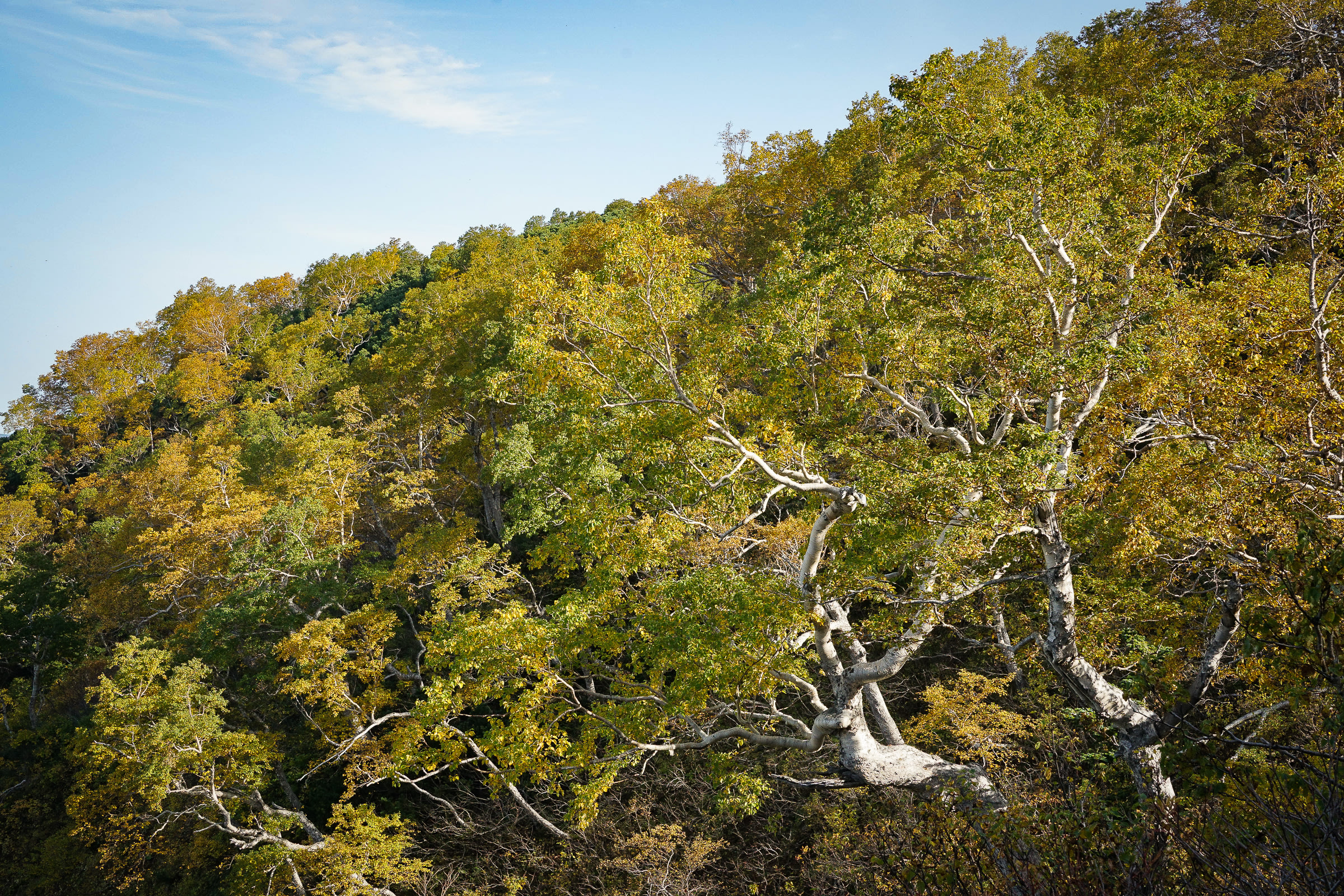 Erman's birch trees in early autumn.