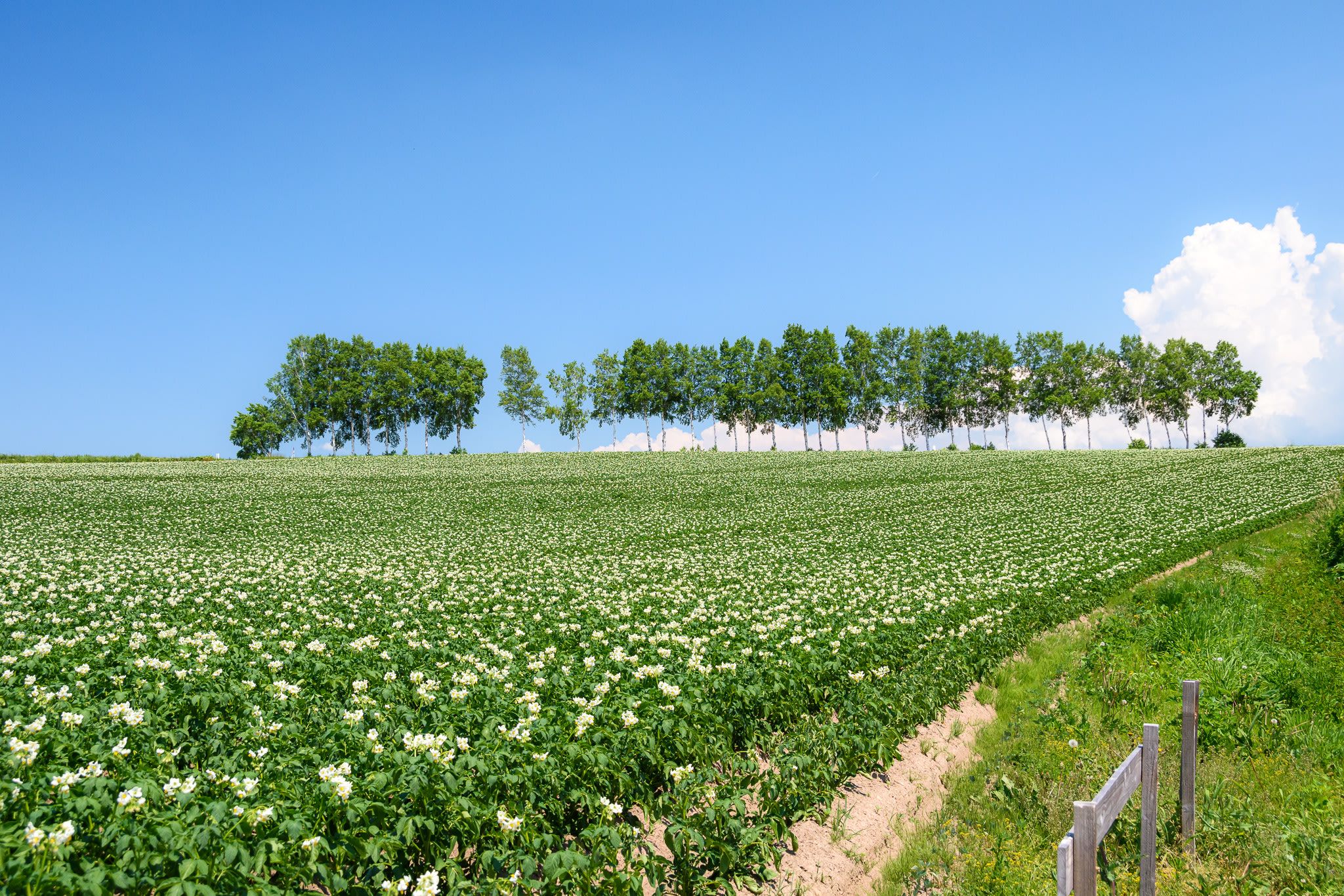 A potato field in Hokkaido. The potato plants are blooming with small, white blossoms atop each plant. In the distance, there is a long row of trees.