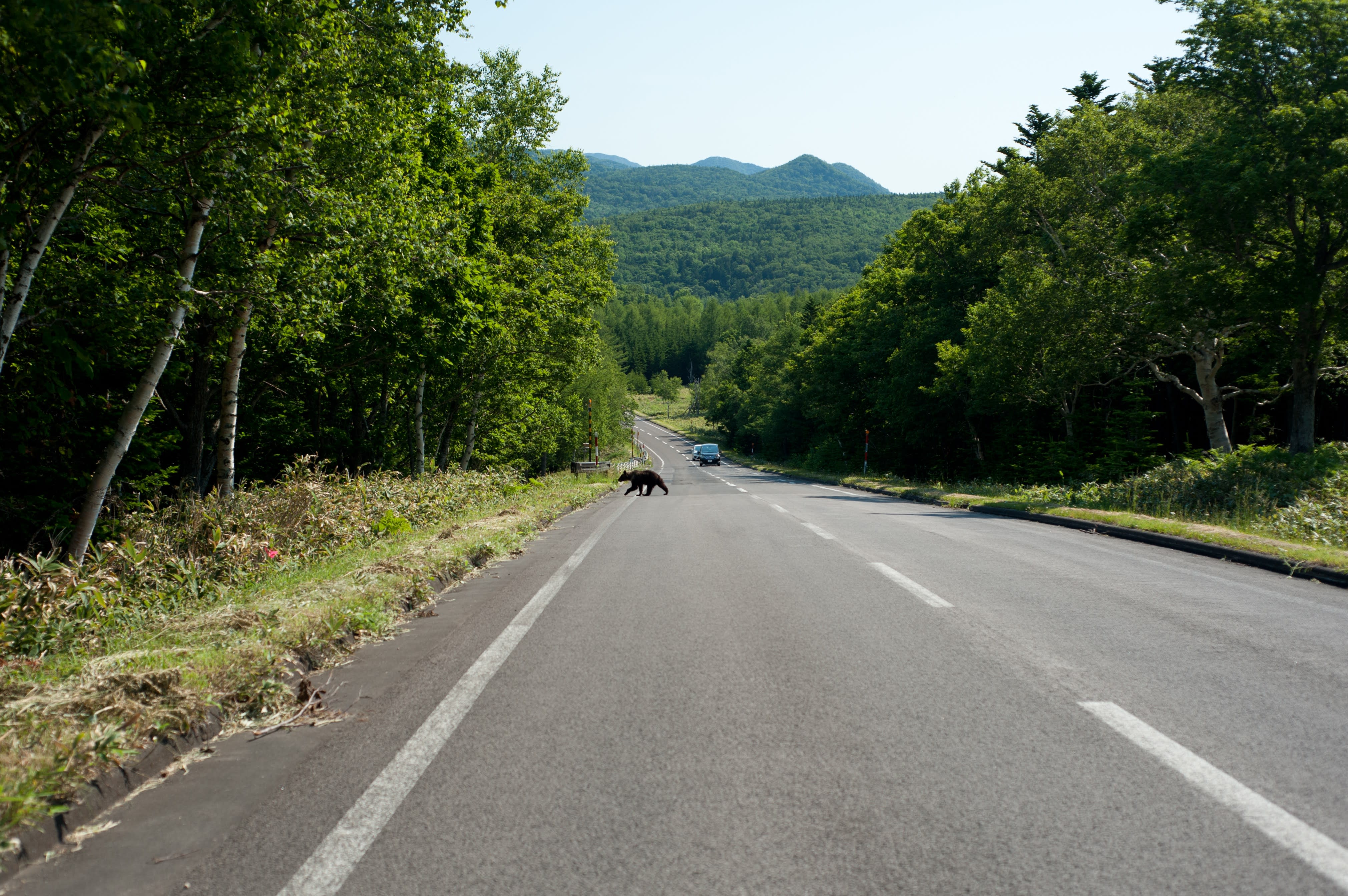 A bear crosses the road in Shiretoko National Park.
