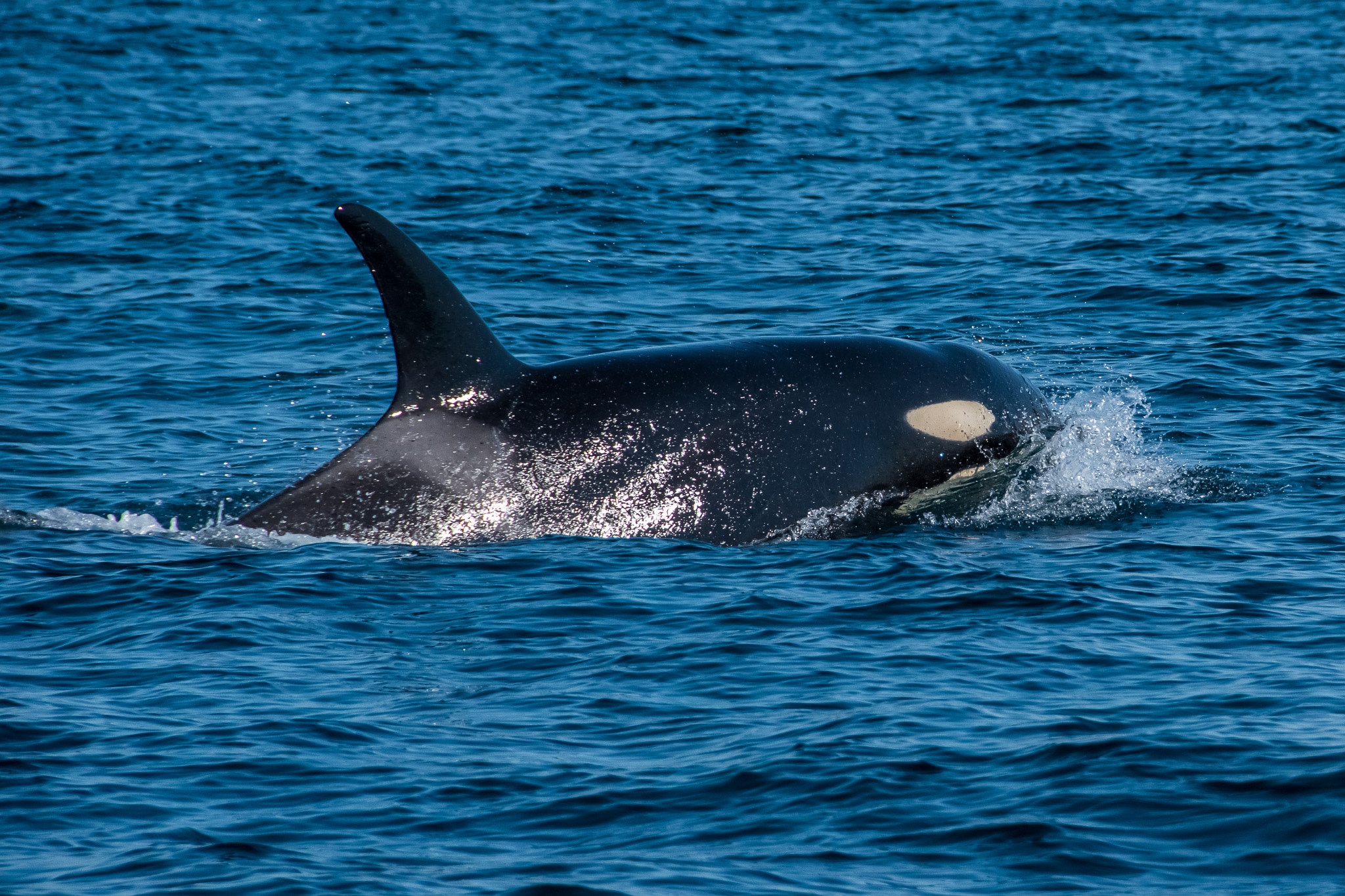 An Orca surfaces and catches the sunlight.