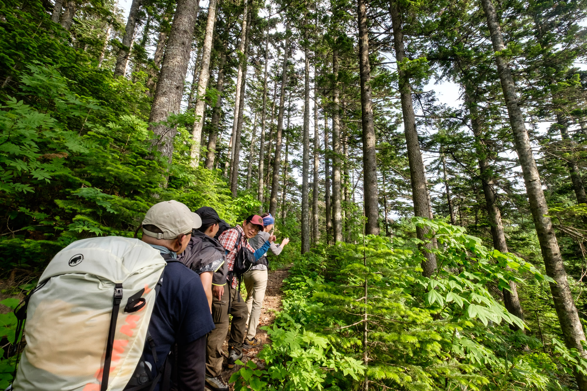 Hikers surrounded conifers on Rishiri Island