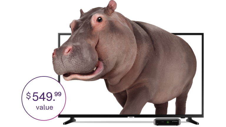 A 55” Samsung 4K HDR Smart TV with a hippo sticking out