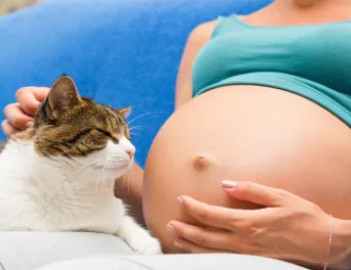 Toksoplazmoza, czyli choroba od kota. Dlaczego jest groźna dla kobiet w ciąży?