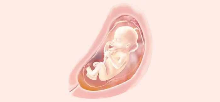 pregnancy week 22 fetus