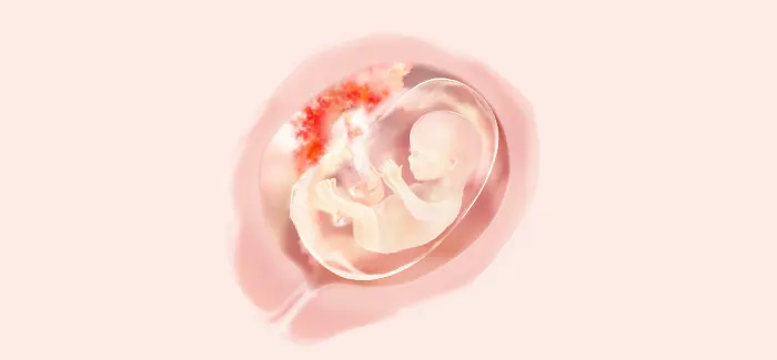 pregnancy week 15 fetus