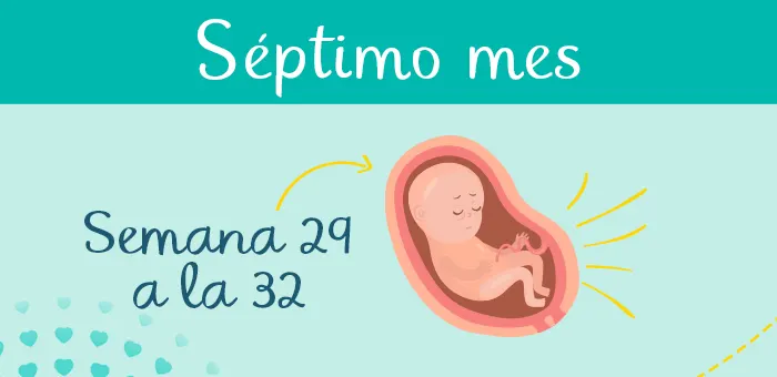 Mes 7 de embarazo: síntomas y desarrollo del feto
