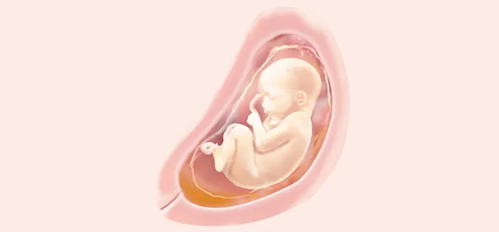 pregnancy week 28 fetus