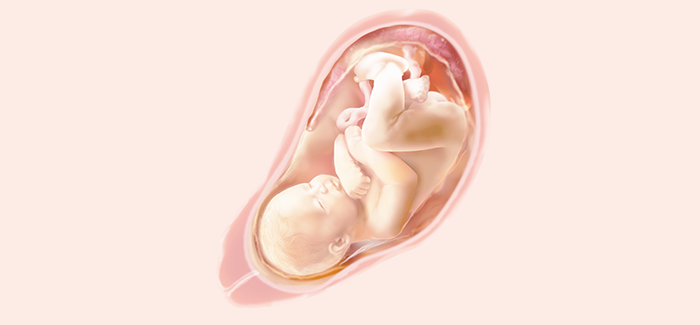 embryoimage-week34-700 embryoimage-week34-700