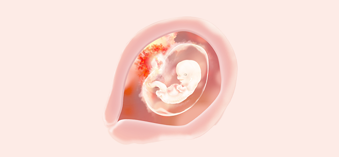 embryoimage-week08-700 embryoimage-week08-700