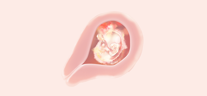 embryoimage-week05-700 embryoimage-week05-700