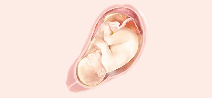 pregnancy week 38 fetus