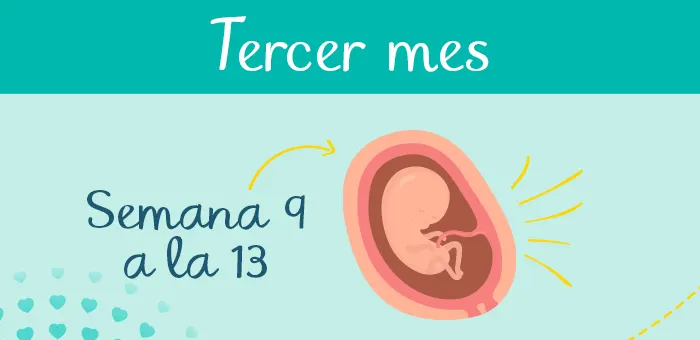 Tercer mes de embarazo: Semana 9 a la 13