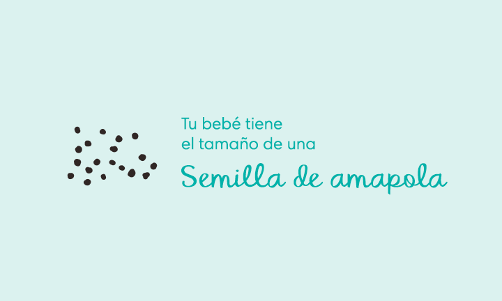 4 semanas de embarazo Your baby is the size of a poppy seed