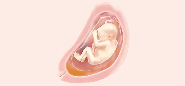 pregnancy week 26 fetus