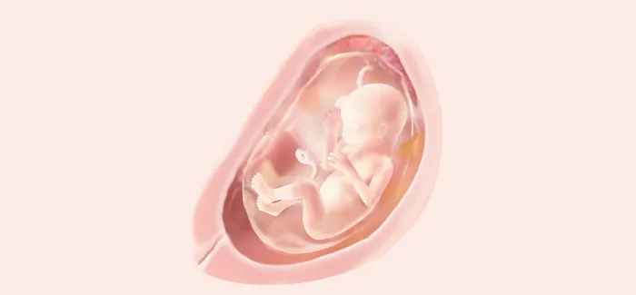 pregnancy week 18 fetus