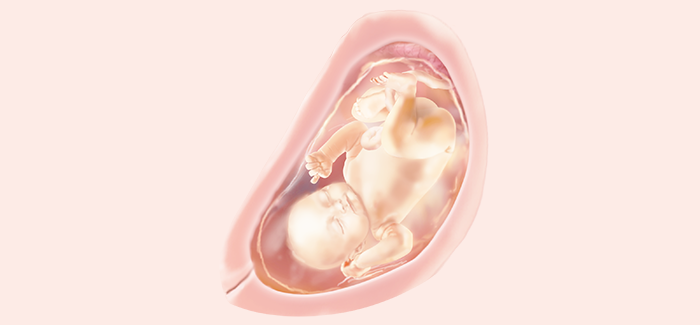 embryoimage-week32-700 embryoimage-week32-700