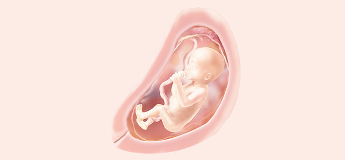 embryoimage-week21-700 embryoimage-week21-700