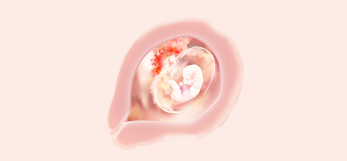 embryoimage-week07-700 embryoimage-week07-700