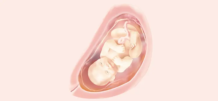 pregnancy week 30 fetus