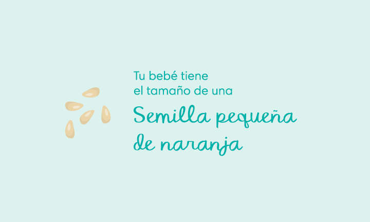 5 semanas de embarazo Your baby is the size of an orange seed