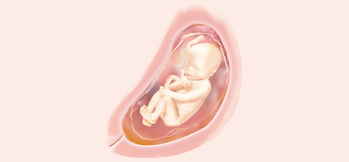 embryoimage-week23-700 embryoimage-week23-700