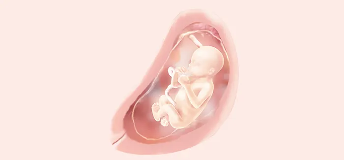 pregnancy week 20 fetus
