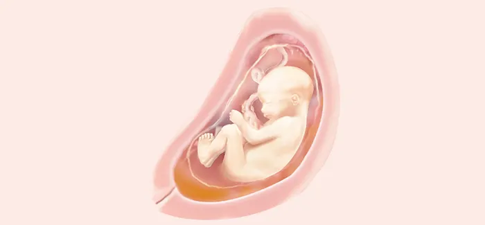 pregnancy week 27 fetus