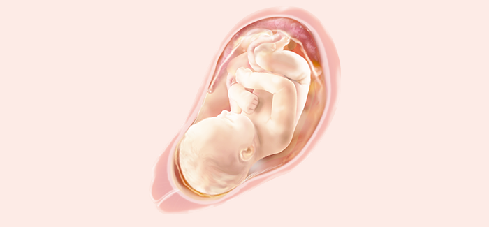 embryoimage-week36-700 embryoimage-week36-700