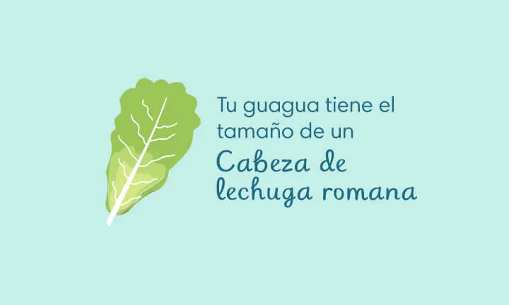 Your baby is the size of romaine lettuce