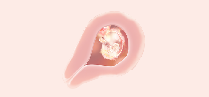 embryoimage-week04-700 embryoimage-week04-700