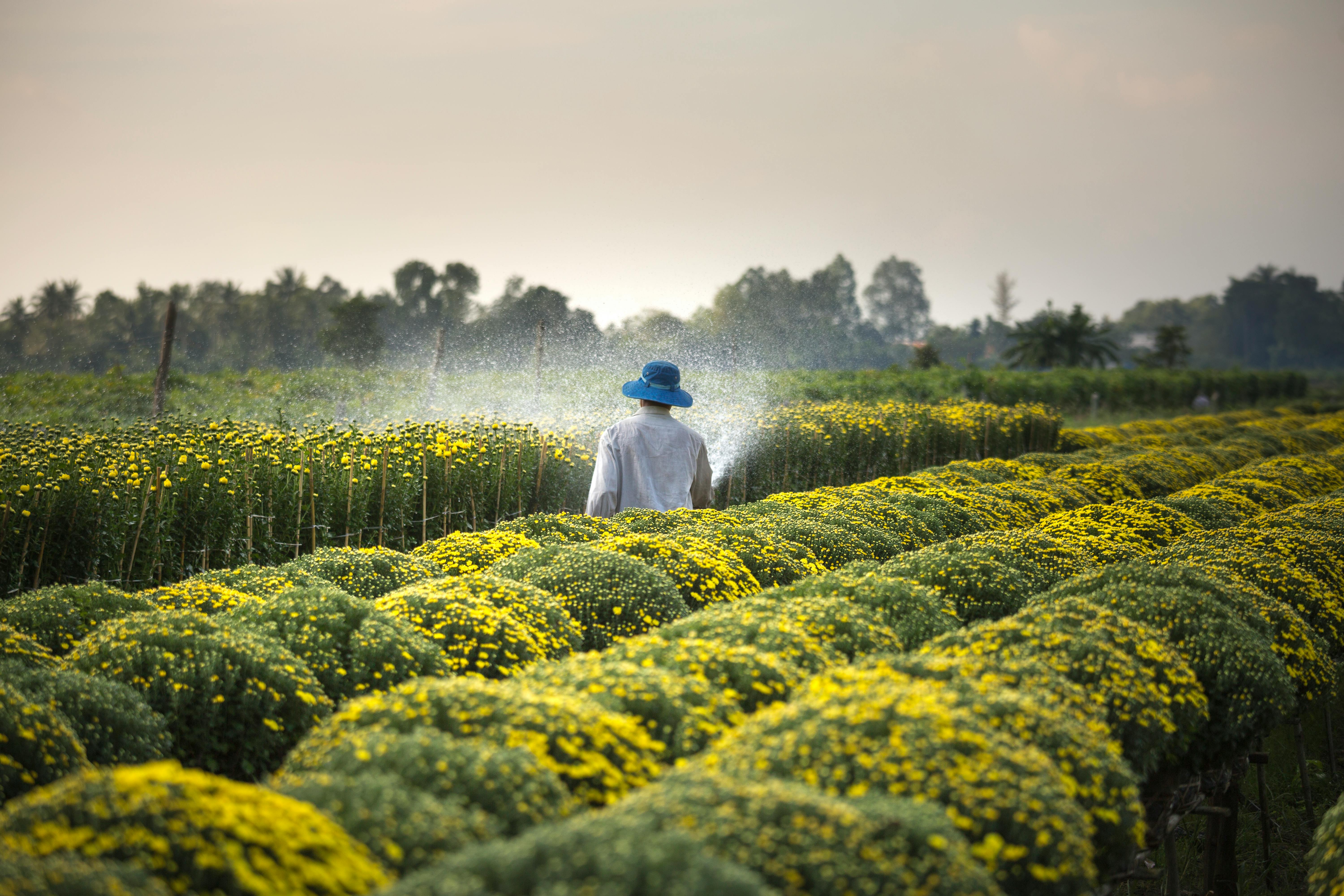 Dari Lahan Sempit ke Panen Melimpah: Urban Farming sebagai Solusi Kota Mandiri Pangan