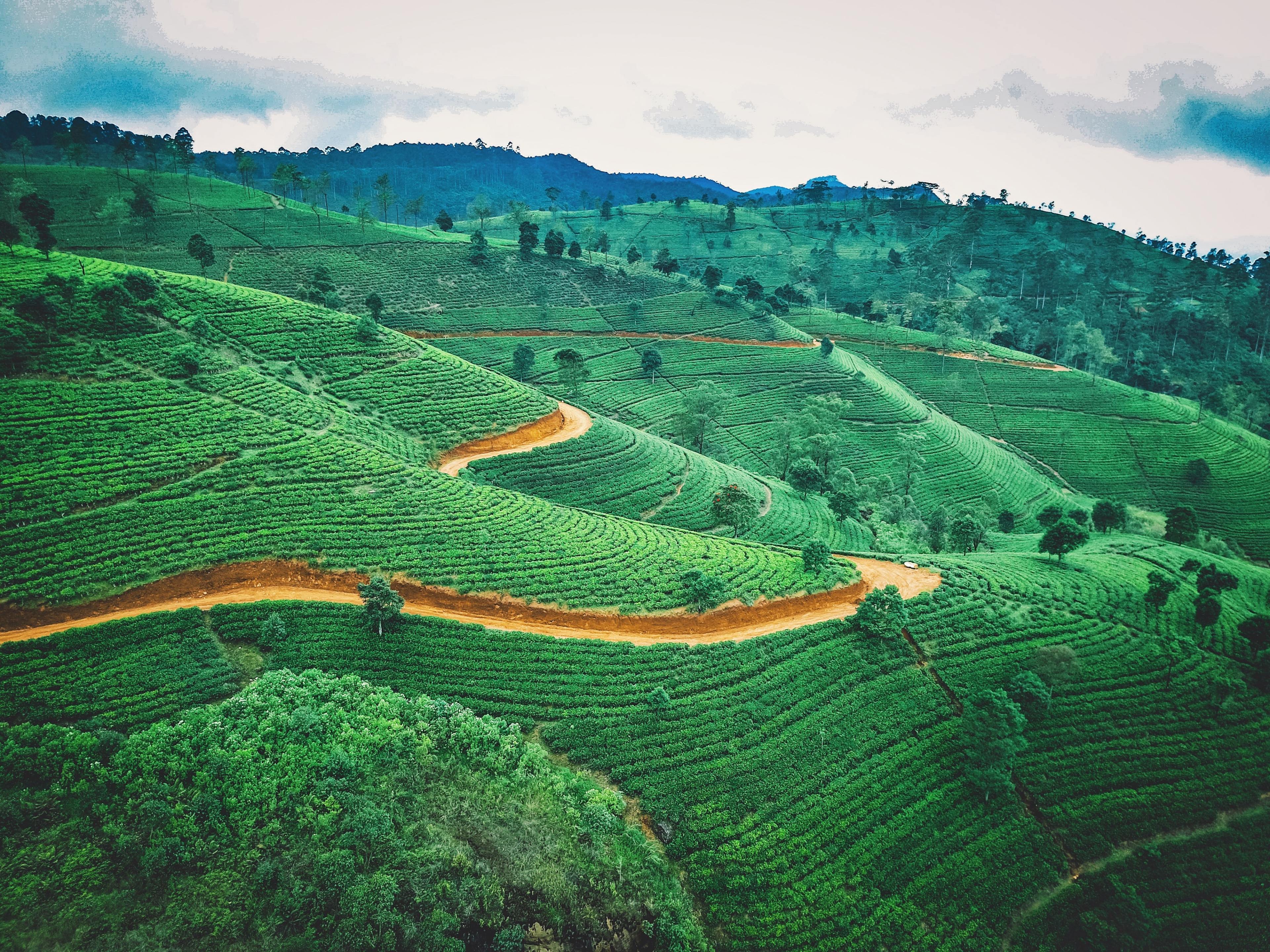 A tea plantation in Sri Lanka.