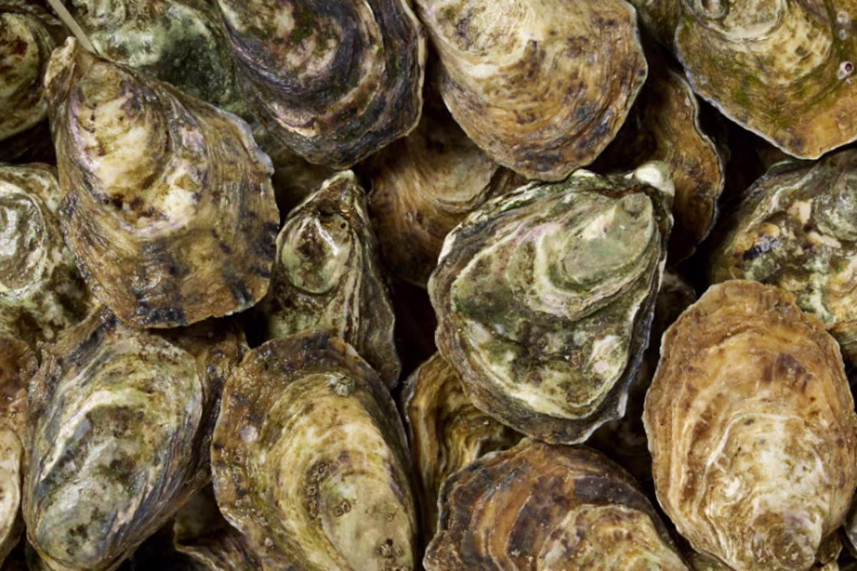 HANOS Oesters