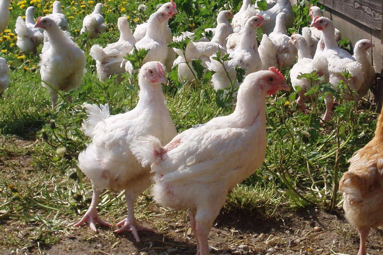 Hollands Boerderijhoen