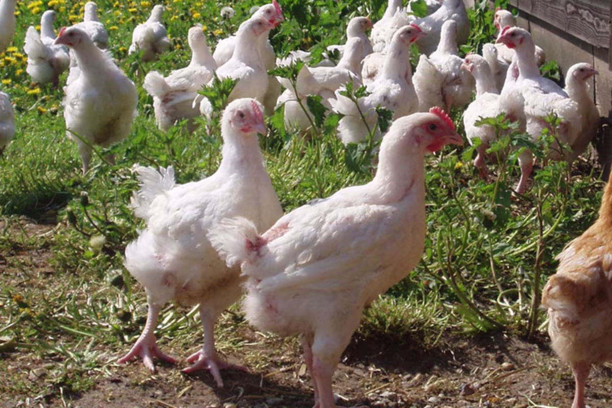 KOOK BEWUST Hollands boerderijhoen