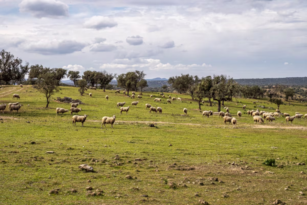 Horeca Concepten wereldse keuken Spanje schapen beeld