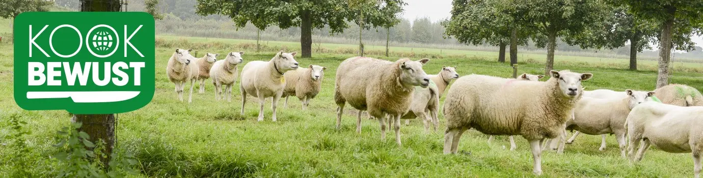 KOOK BEWUST Graslammen in de wei