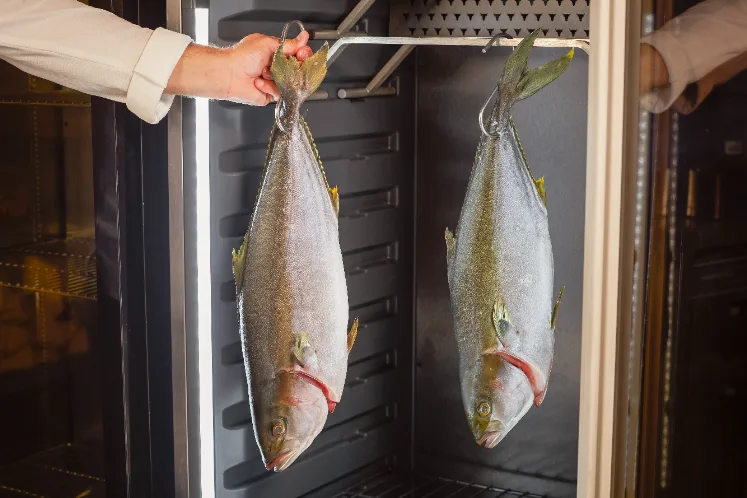 hanos-dry-aged-geelstaartvis-rijpingskast