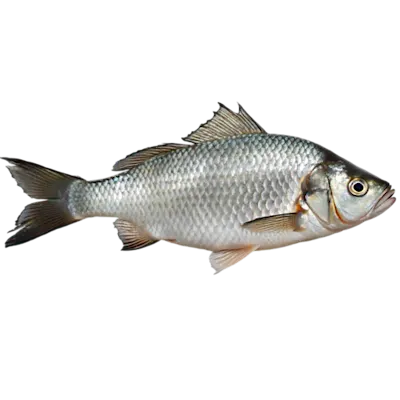 fish