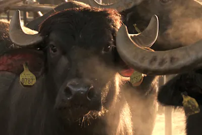 Sfeerbeeld van buffel