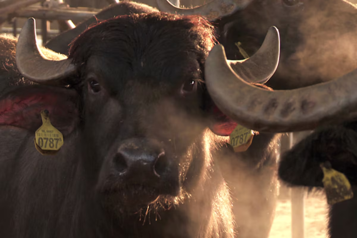 Sfeerbeeld van buffel