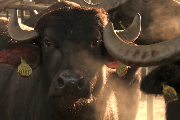 Hollandse Buffelmozzarella