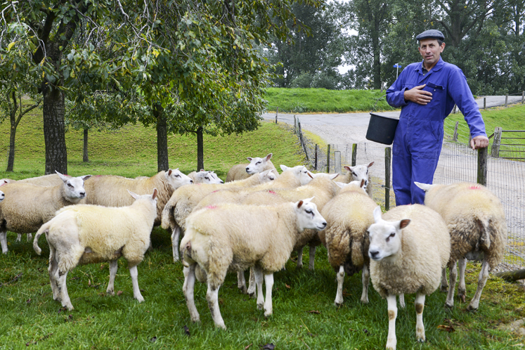 Sfeerbeeld Lamsvlees Hollands graslam voorjaar