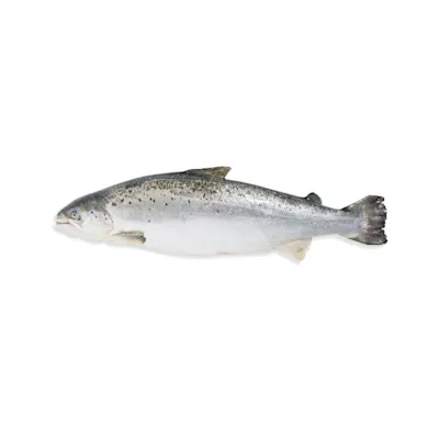Beeld van zalm voor vis categorie