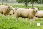 Hollands graslam beeld schaap