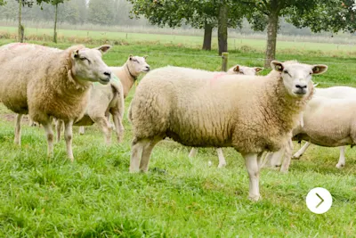 Hollands graslam beeld schaap