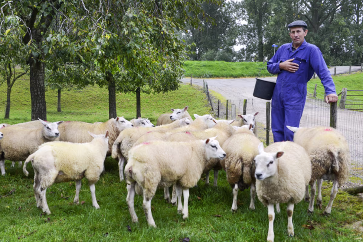 KOOK BEWUST Hollands graslam beeld